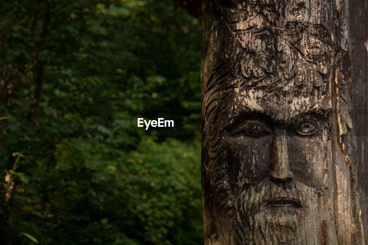 CLOSE-UP OF STATUE ON TREE TRUNK