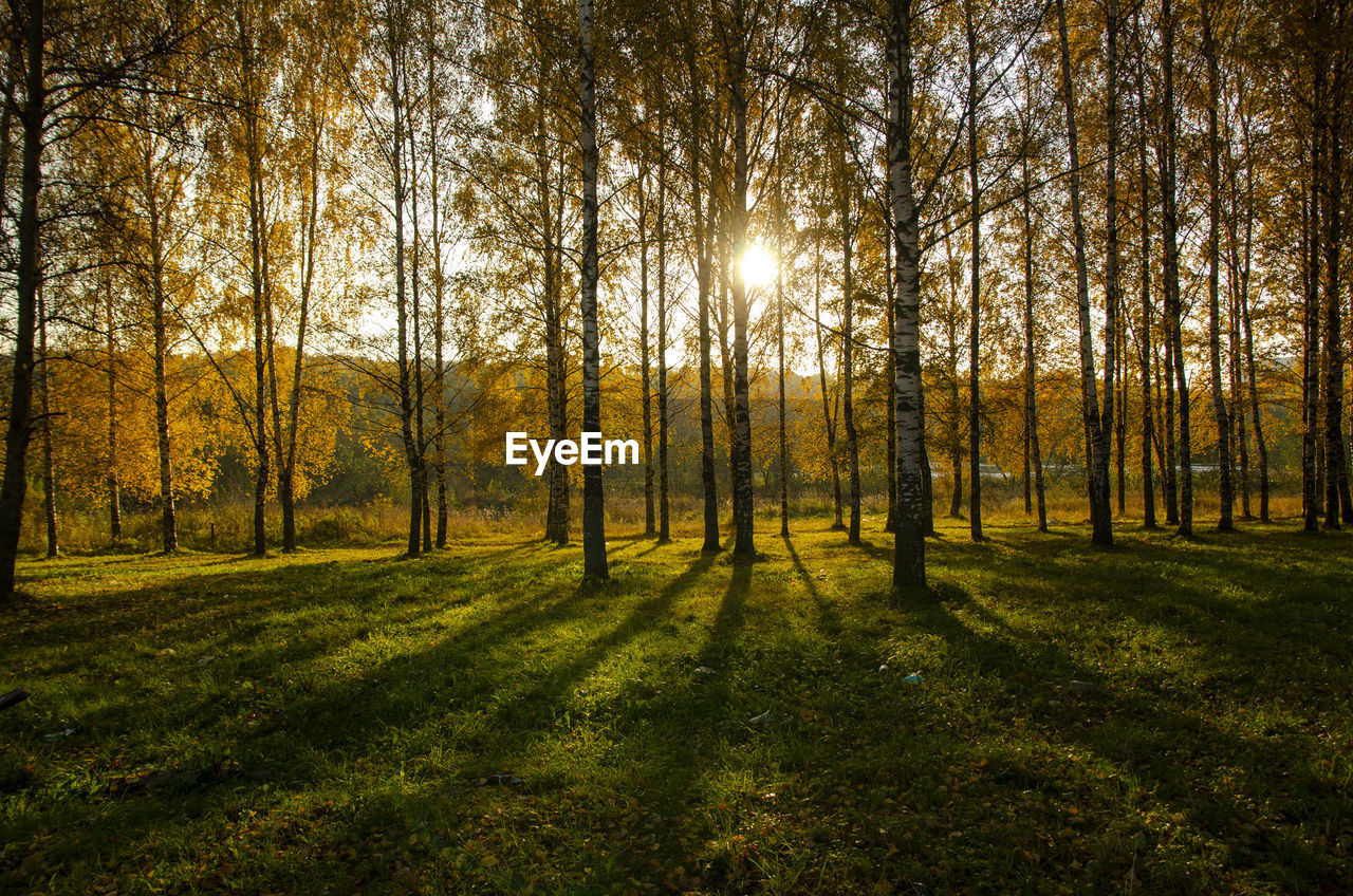Trees in forest