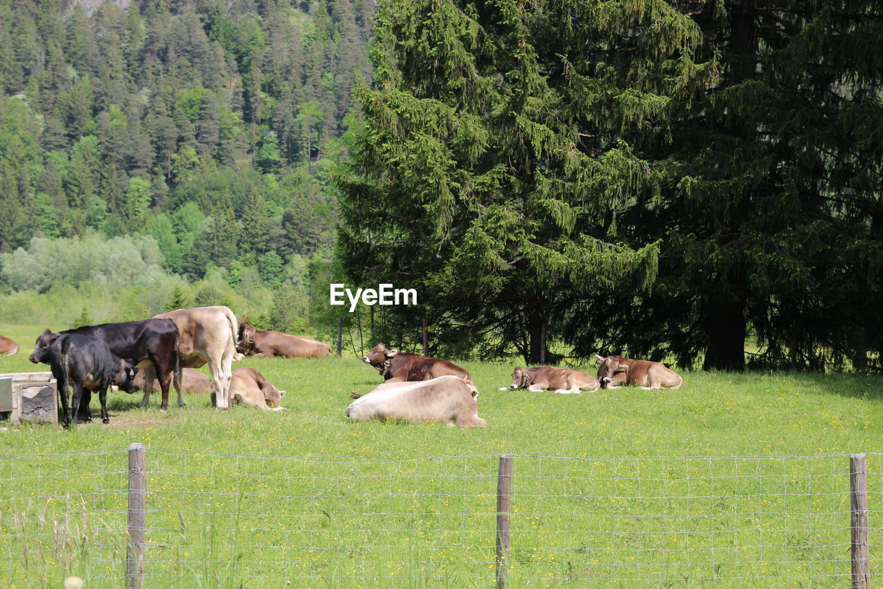 COWS GRAZING ON FIELD