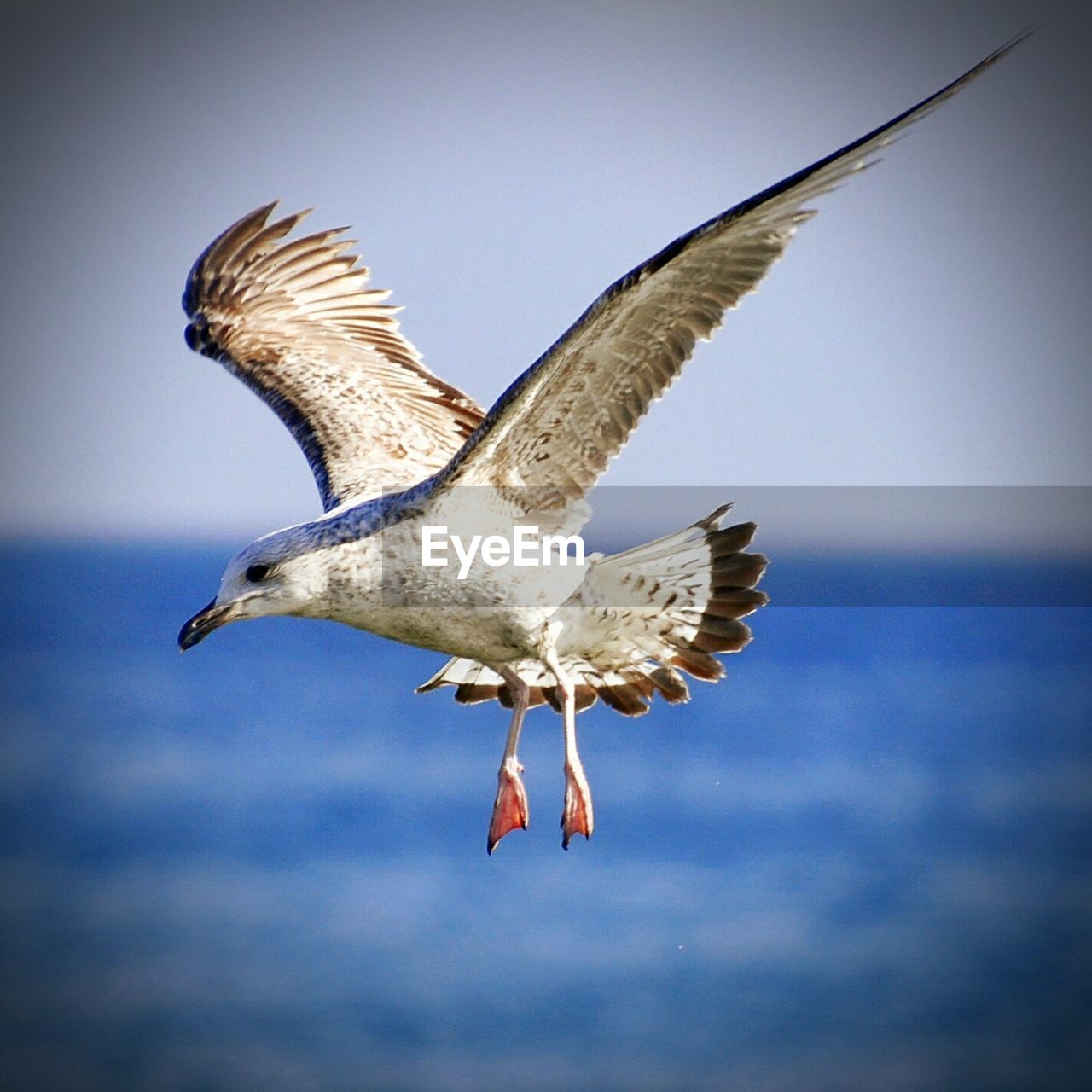 Gray gull flying over sea against sky