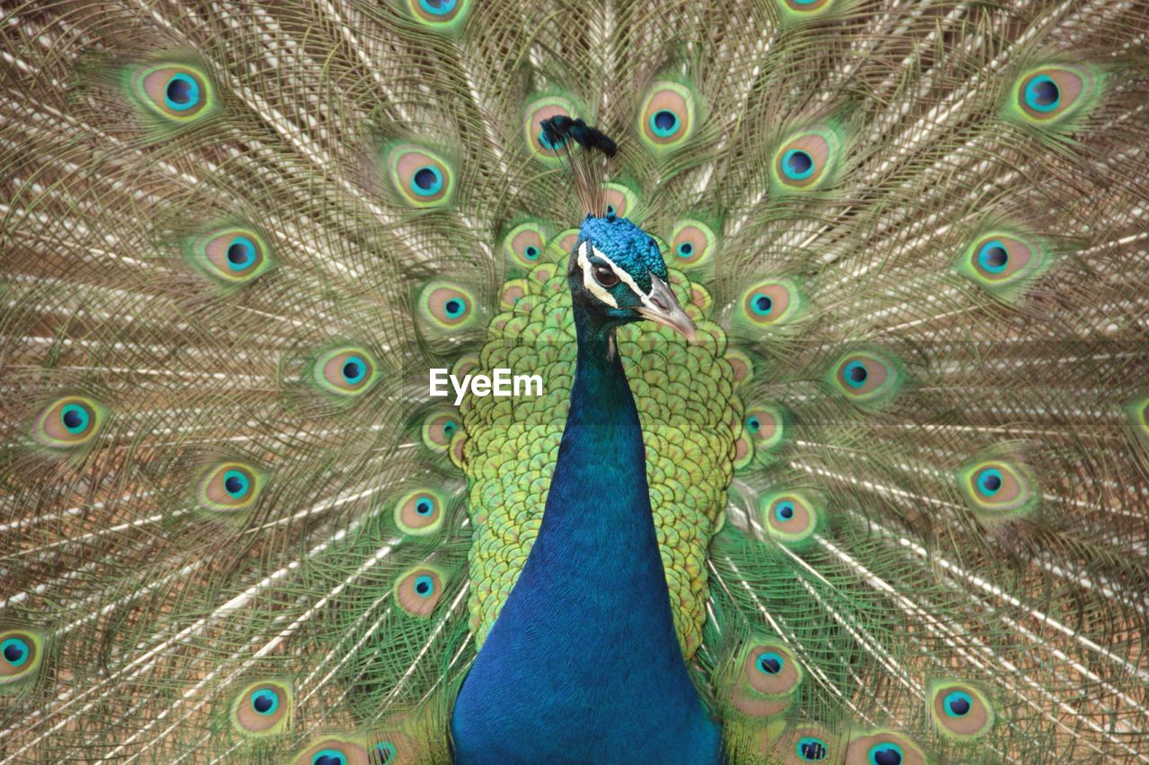 Close-up of peacock