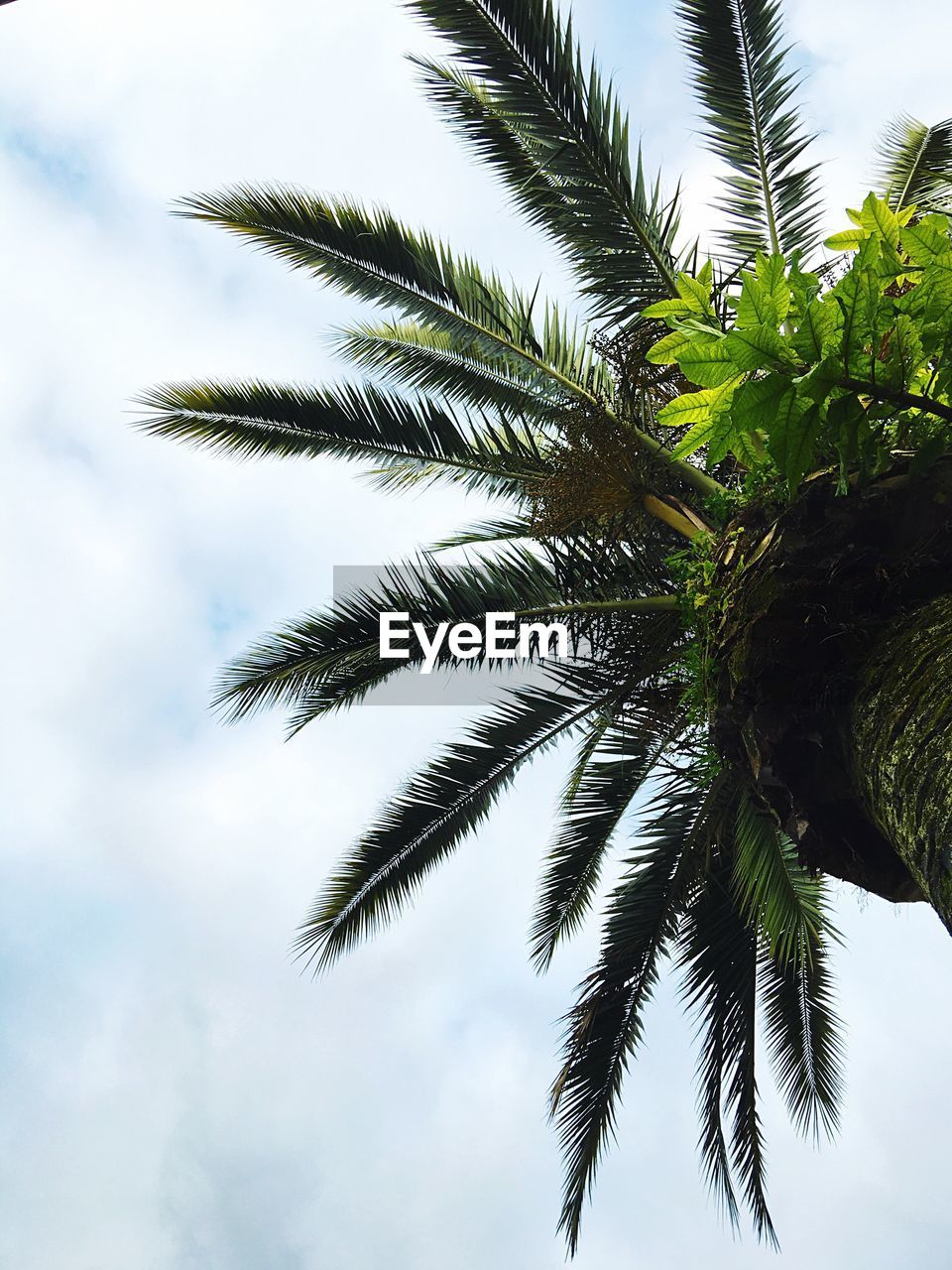 Low angle view of palm trees against cloudy sky