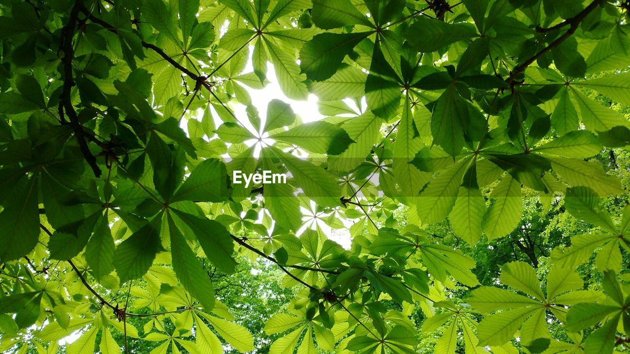 Low angle view of plants