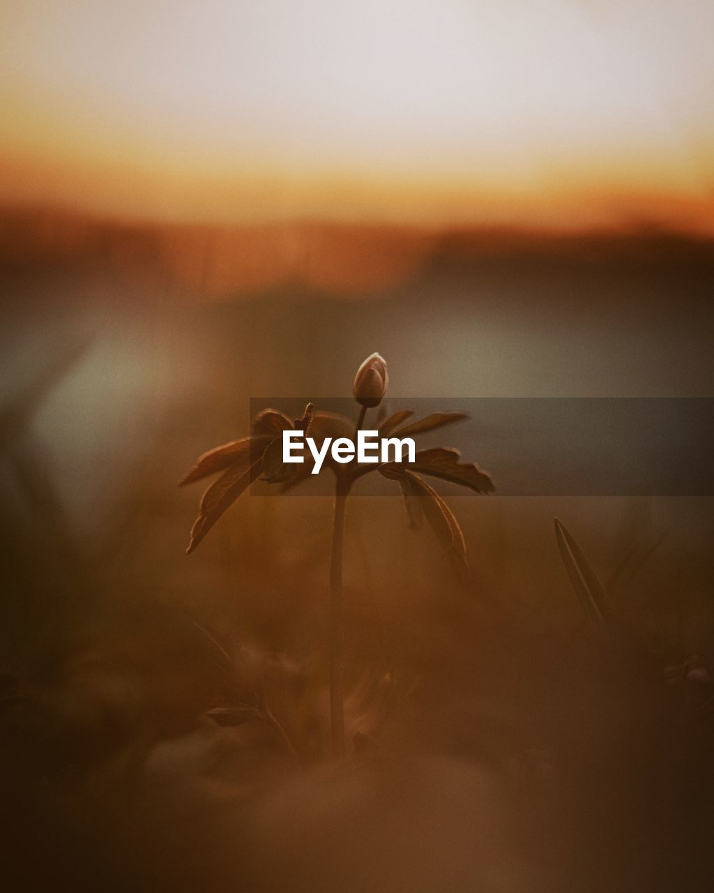 CLOSE-UP OF FLOWERING PLANT ON LAND AGAINST SKY