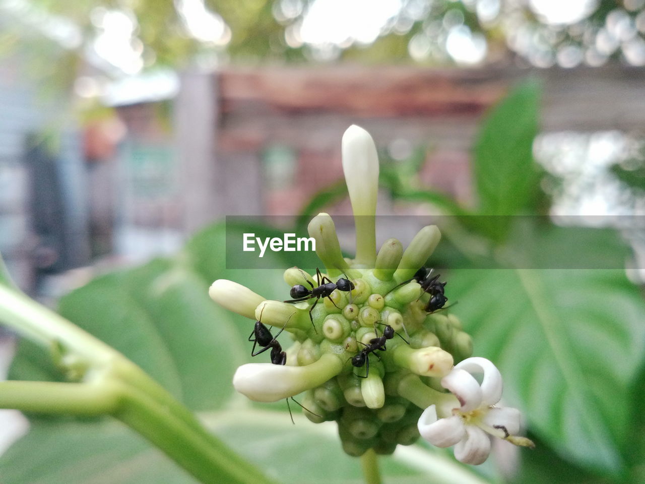 Close-up of flowering plant