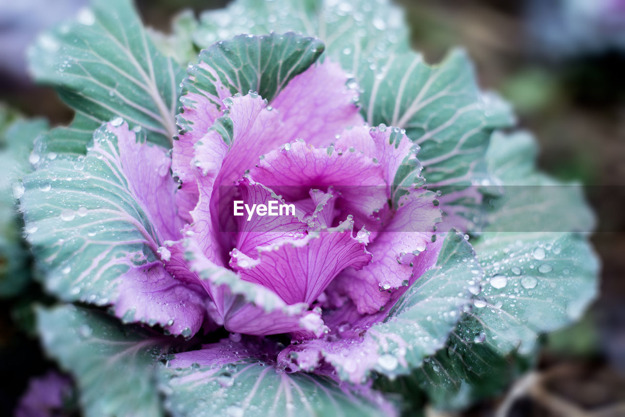 Close-up of water drops on cabbage