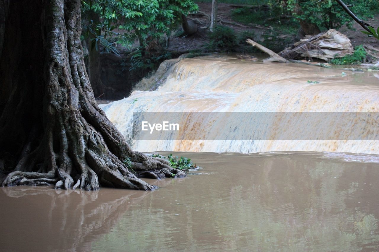 View of river flowing in forest