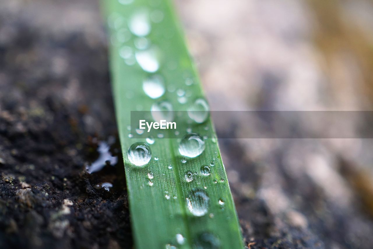 Close-up of wet grass