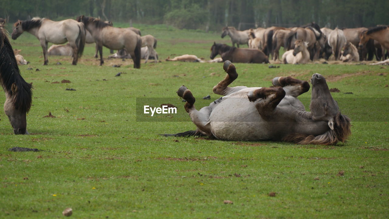 SHEEP IN PASTURE