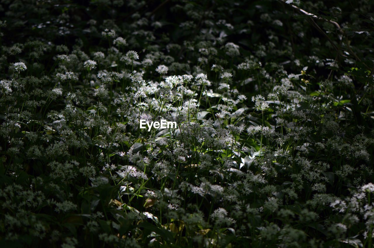 CLOSE-UP OF SNOW COVERED PLANTS ON LAND