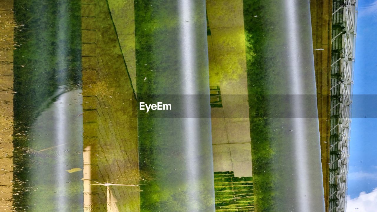 CLOSE-UP OF BAMBOO PLANTS