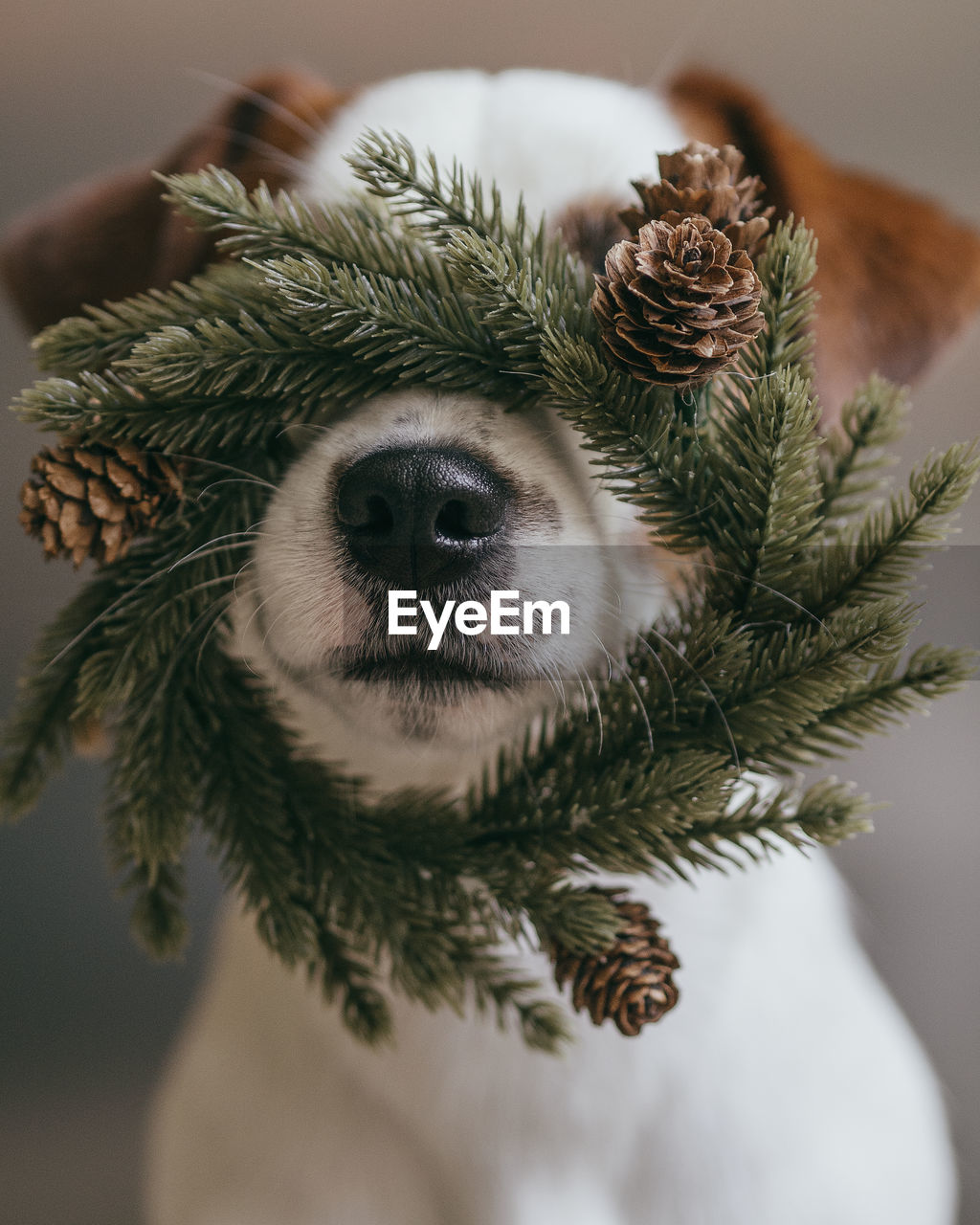 Close-up of dog with christmas decoration on face