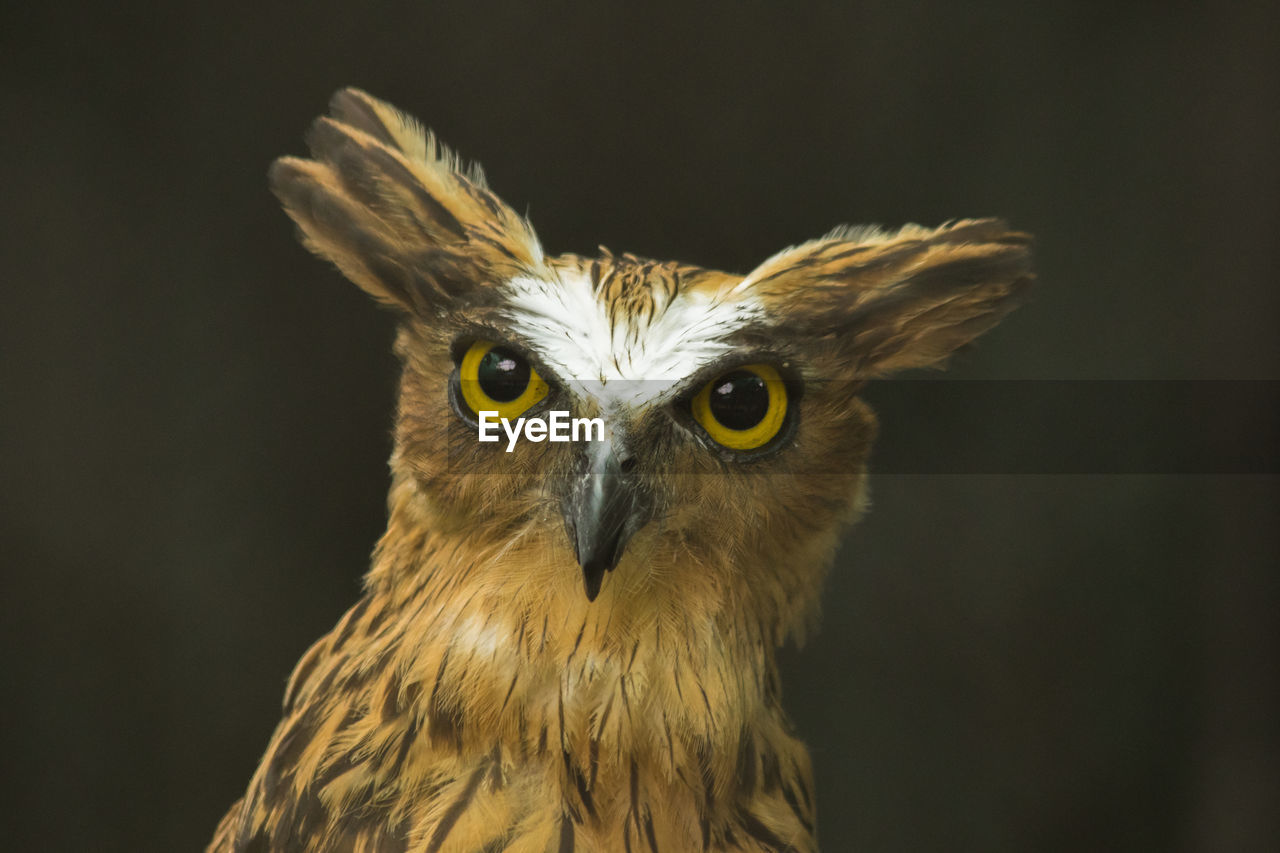 bird, animal, animal themes, bird of prey, one animal, animal wildlife, owl, beak, animal body part, wildlife, portrait, close-up, wing, looking at camera, animal head, black background, no people, feather, animal eye, eye, nature