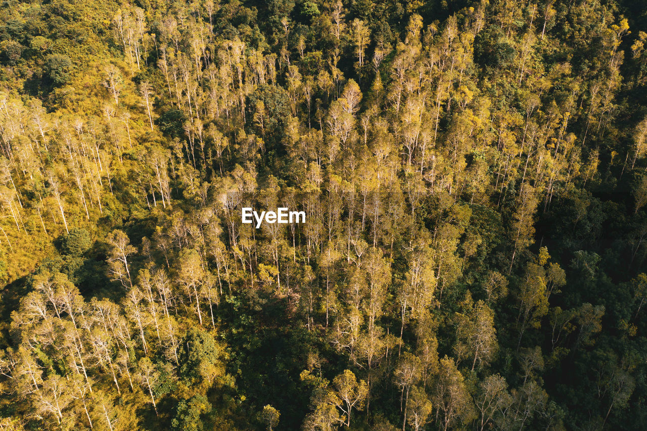 Forest landscape in the mountains