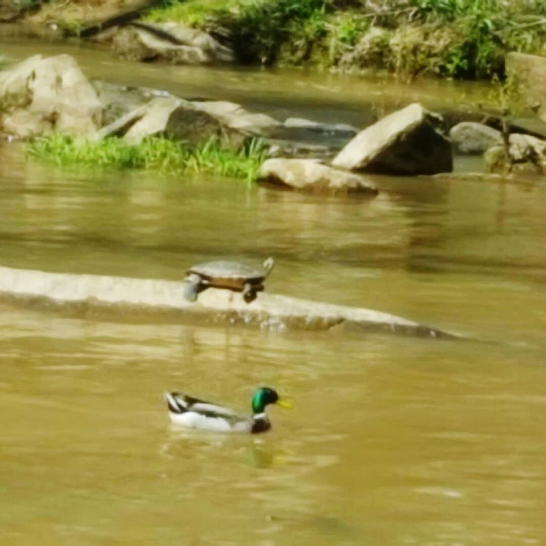 BIRD SWIMMING IN LAKE