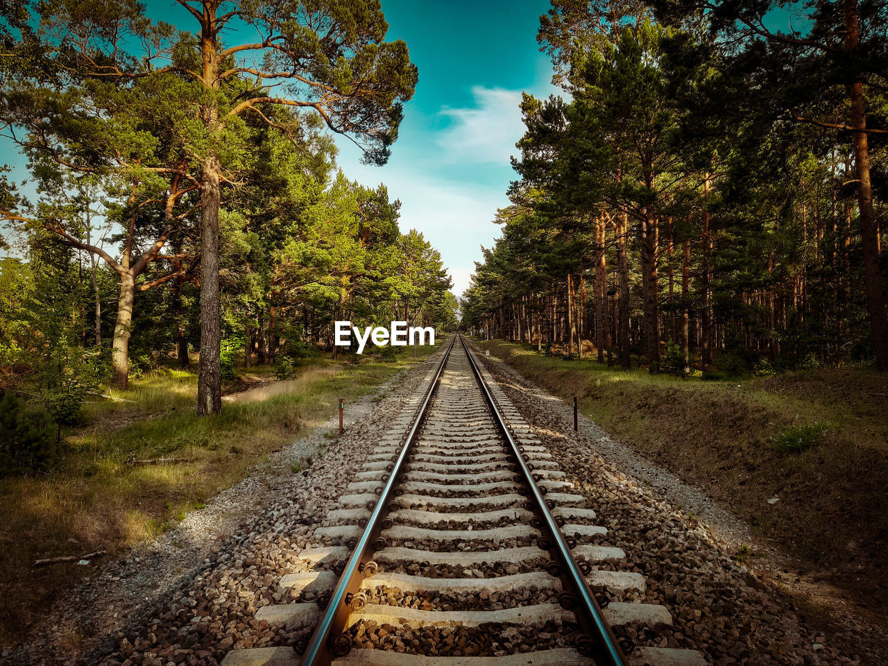 RAILROAD TRACKS AMIDST TREES AND PLANTS