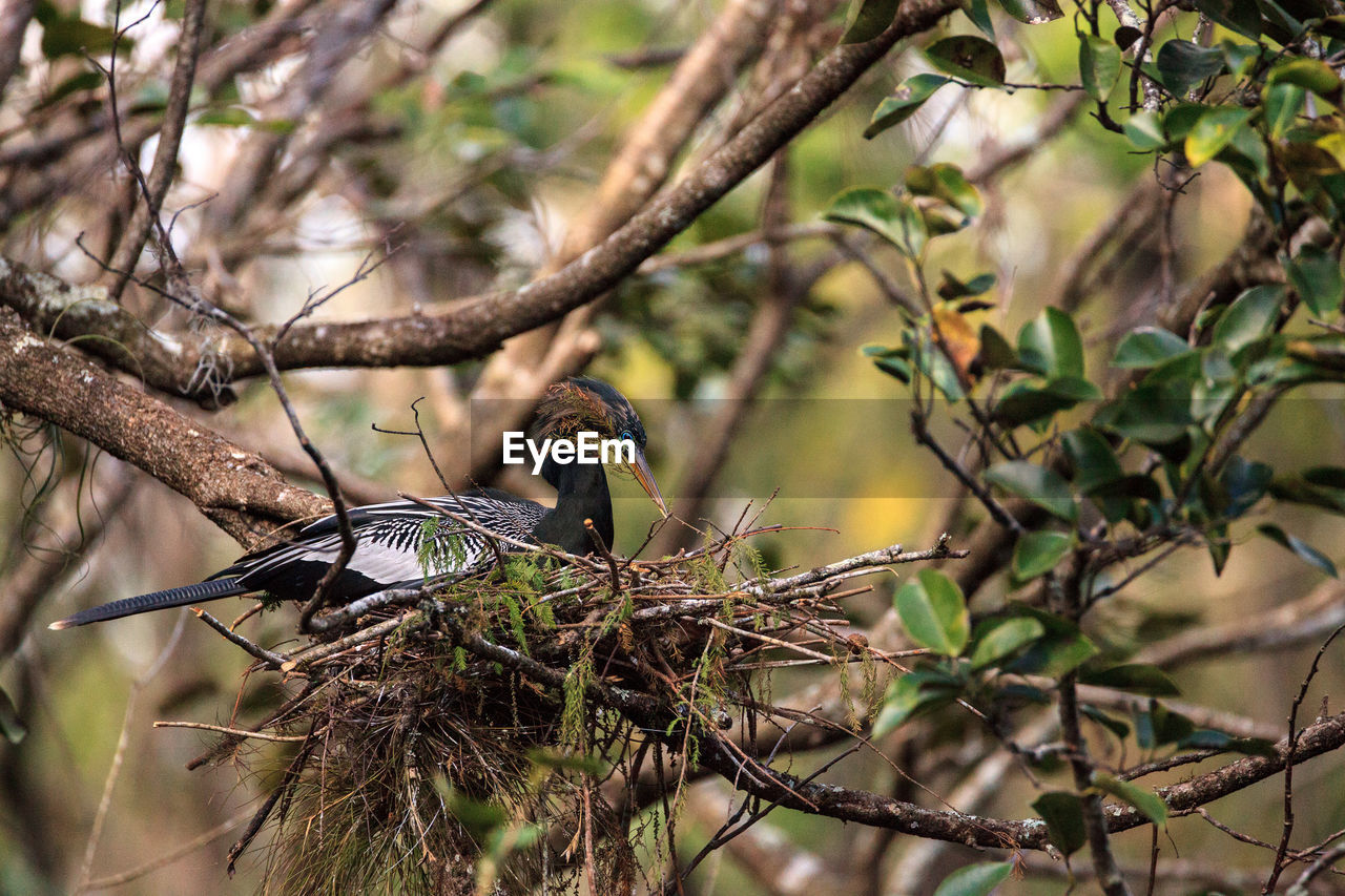 CLOSE-UP OF BIRD PERCHING ON PLANT