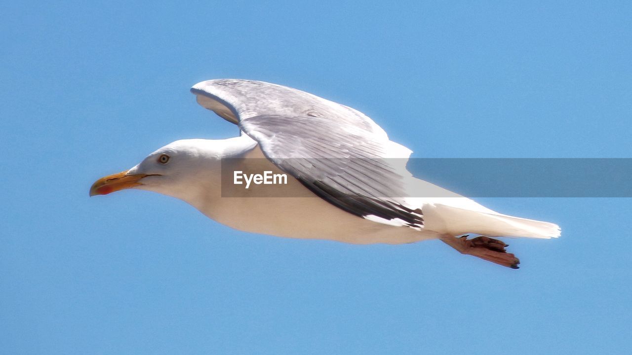 bird, animal themes, animal, animal wildlife, wildlife, beak, gull, one animal, blue, sky, seabird, clear sky, european herring gull, flying, nature, no people, animal body part, seagull, low angle view, day, sunny, wing, copy space, outdoors, spread wings, full length