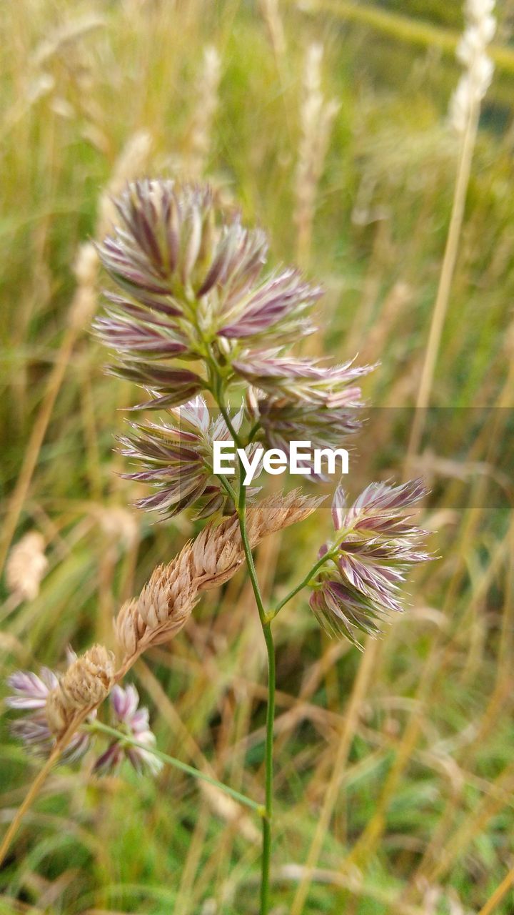 CLOSE-UP OF THISTLE FLOWERS