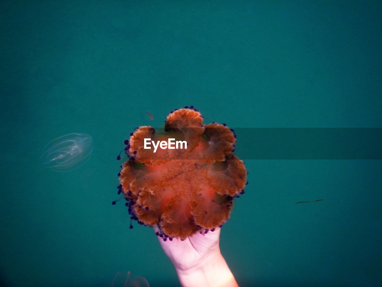 Cropped hand holding jellyfish in sea