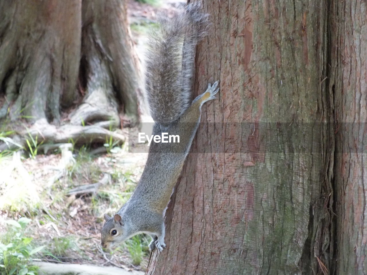 Side view of squirrel on tree trunk