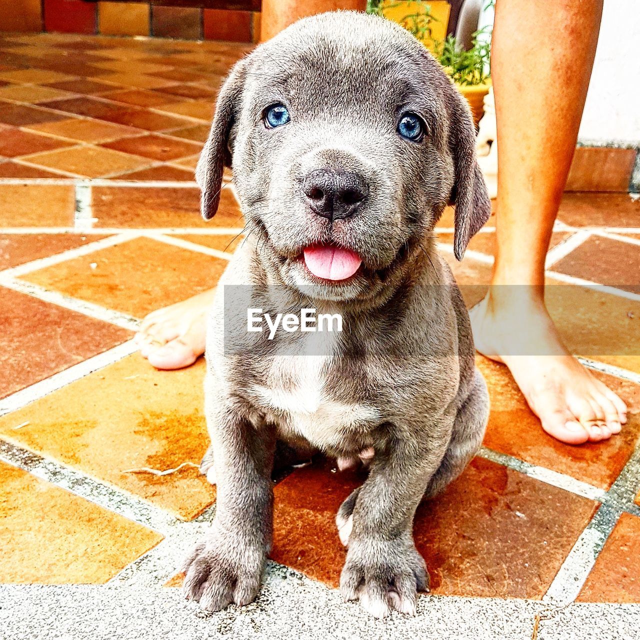 CLOSE-UP PORTRAIT OF PUPPY