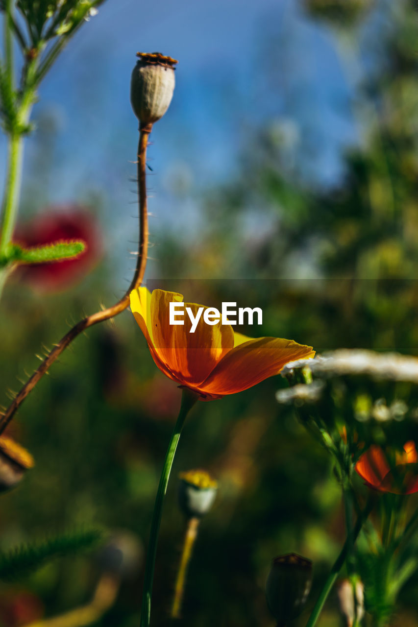 CLOSE-UP OF FLOWERING PLANT