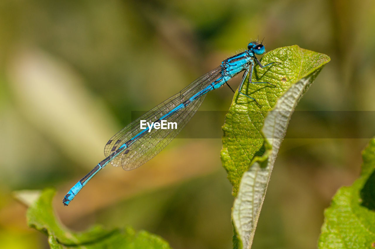 Close-up of dragonfly on leaf