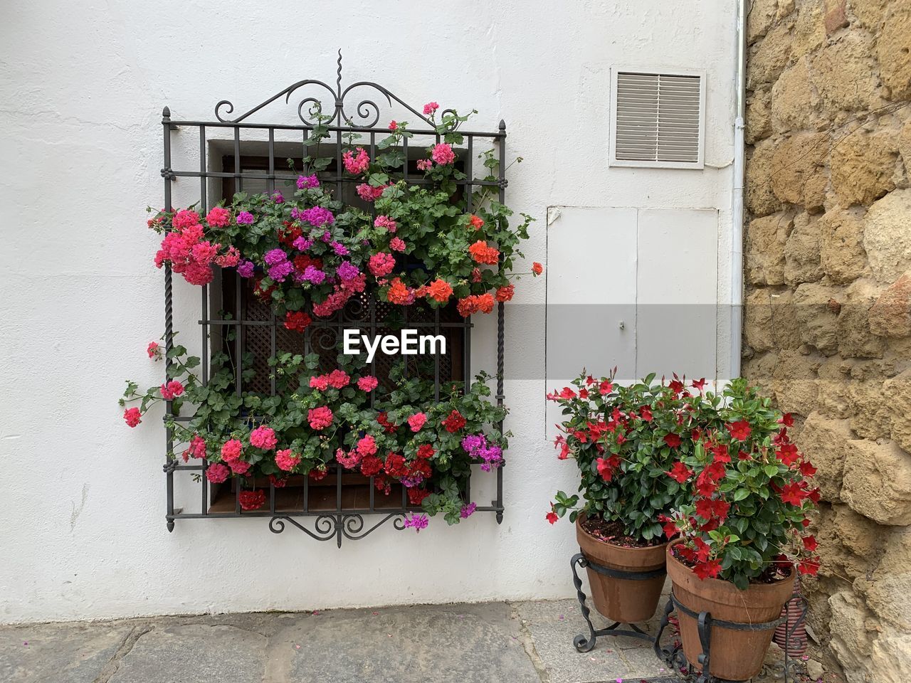 Potted plants against wall and building