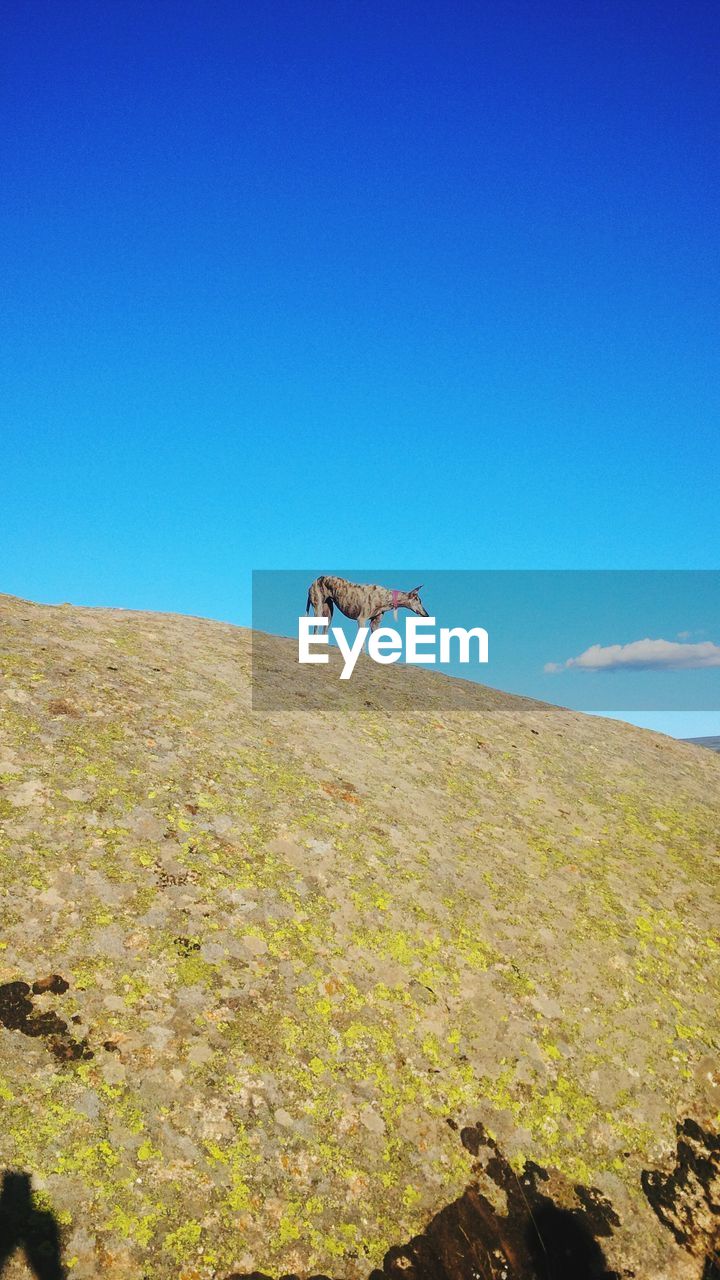 Low angle view of dog on hill against clear blue sky