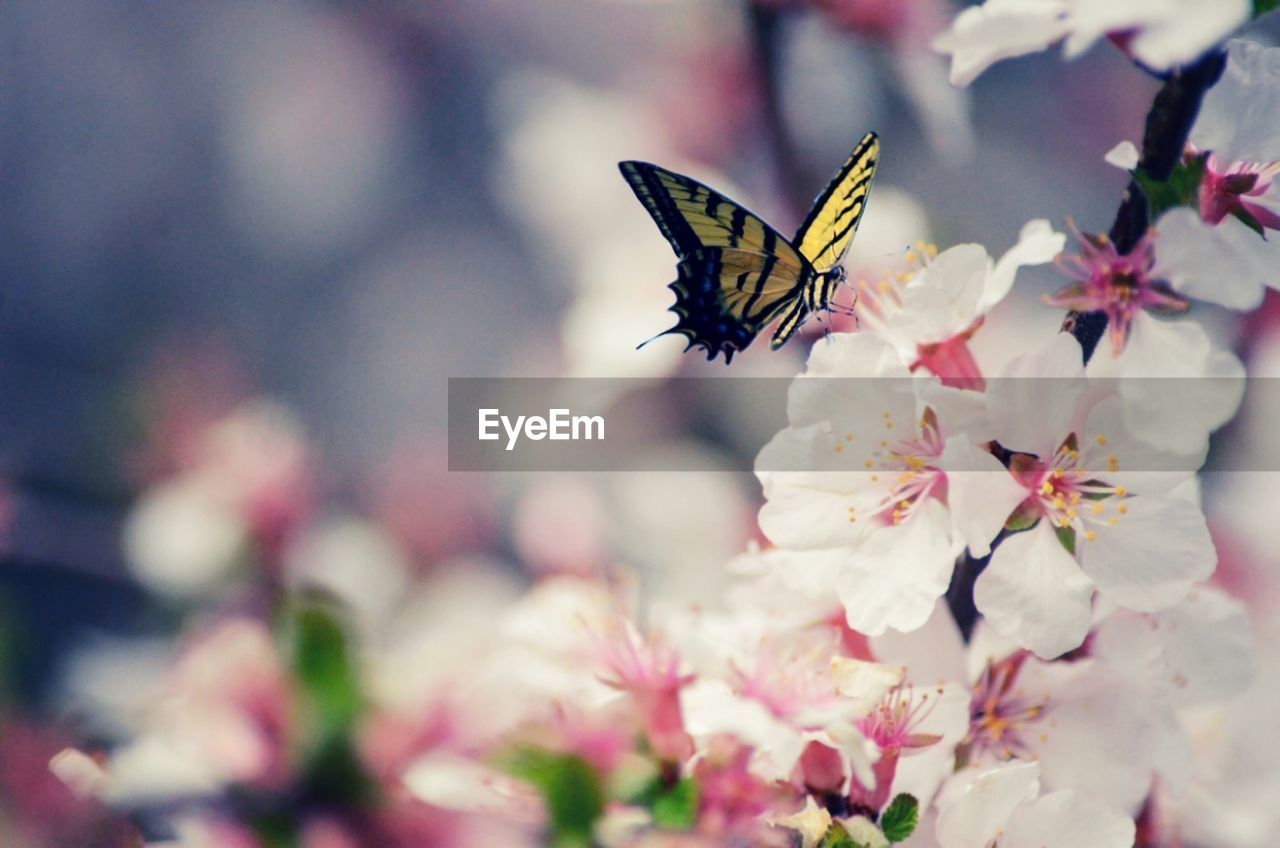 CLOSE-UP OF BUTTERFLY ON PINK FLOWERS