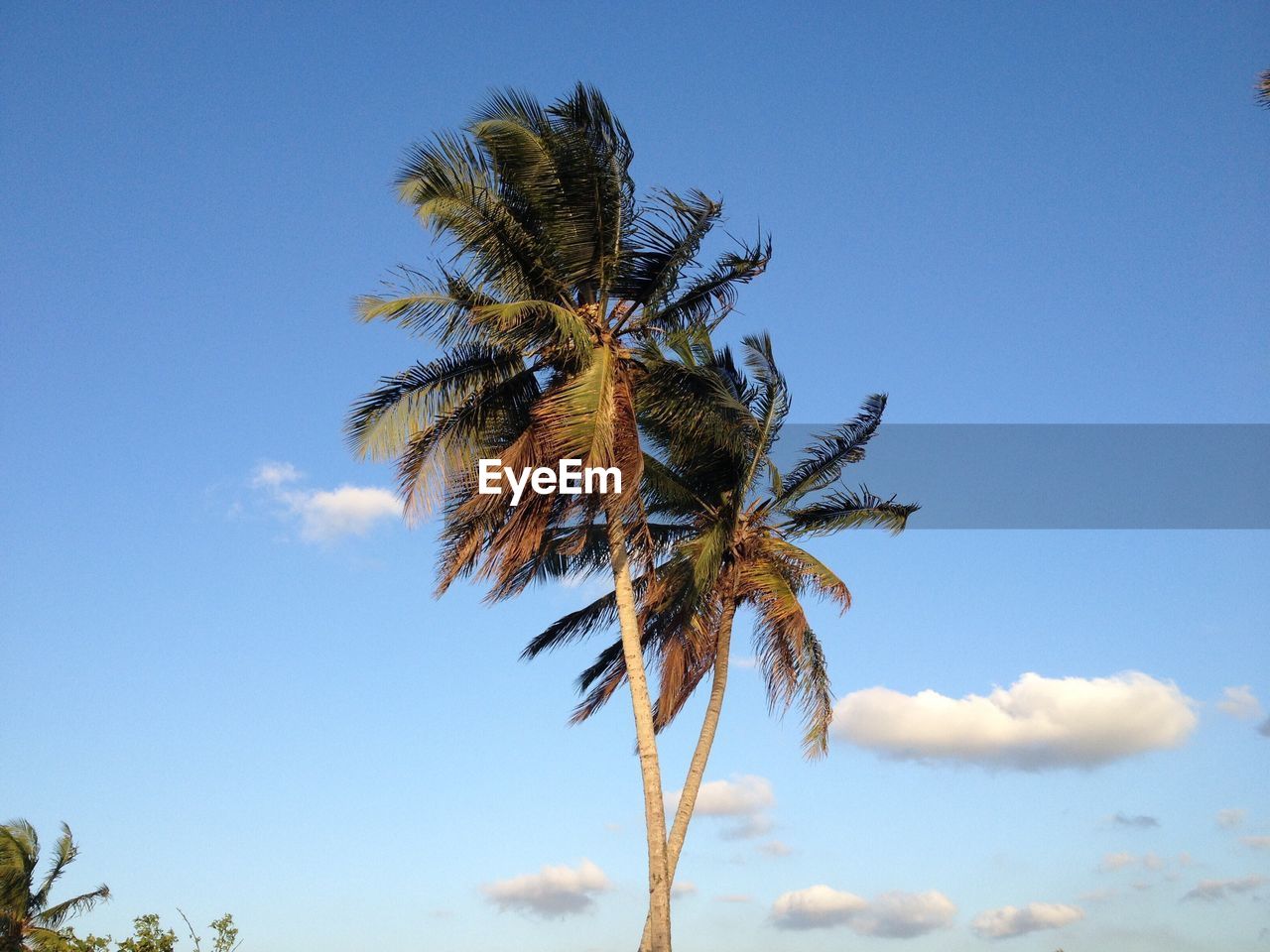 LOW ANGLE VIEW OF PALM TREE AGAINST CLEAR SKY