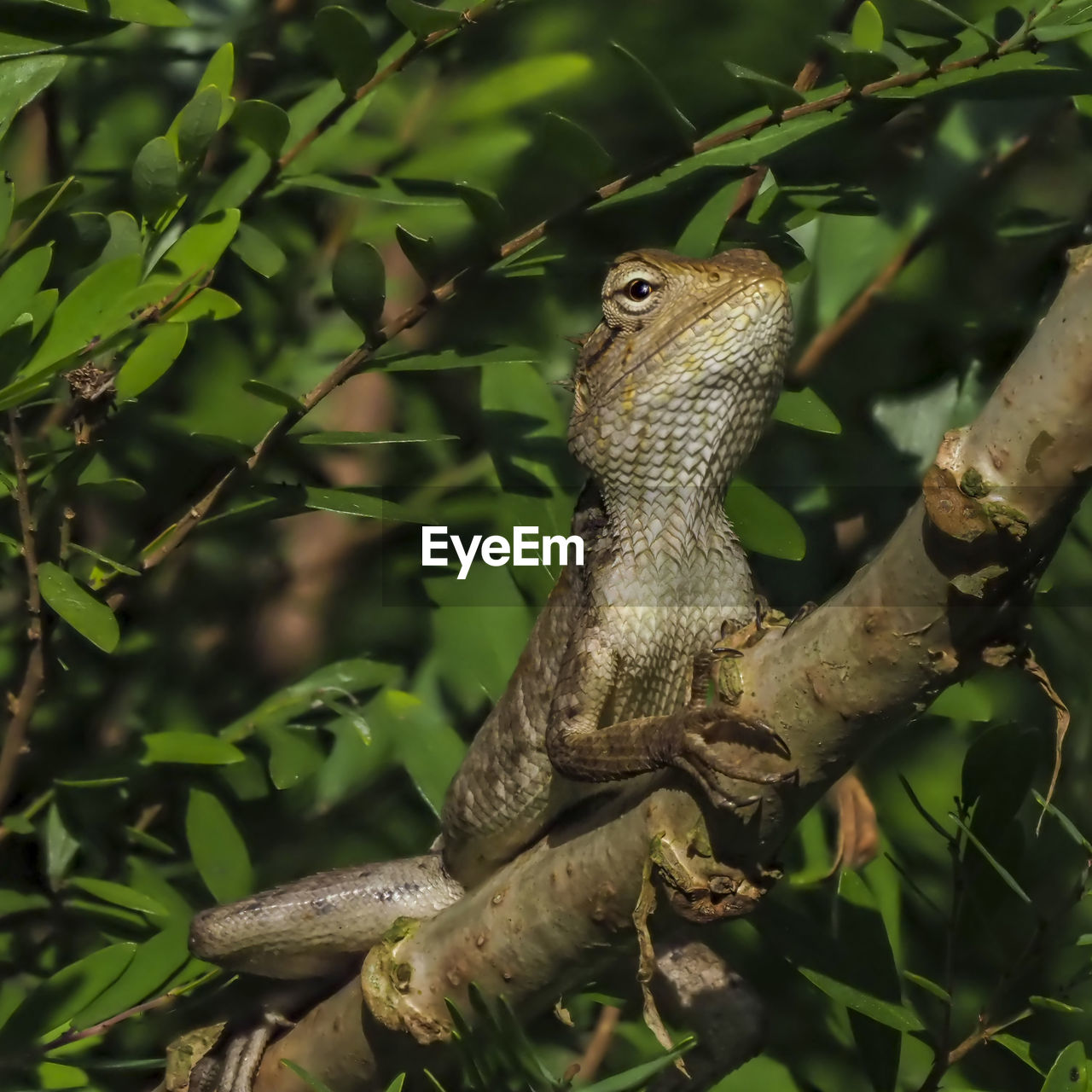 CLOSE-UP OF LIZARD ON BRANCH