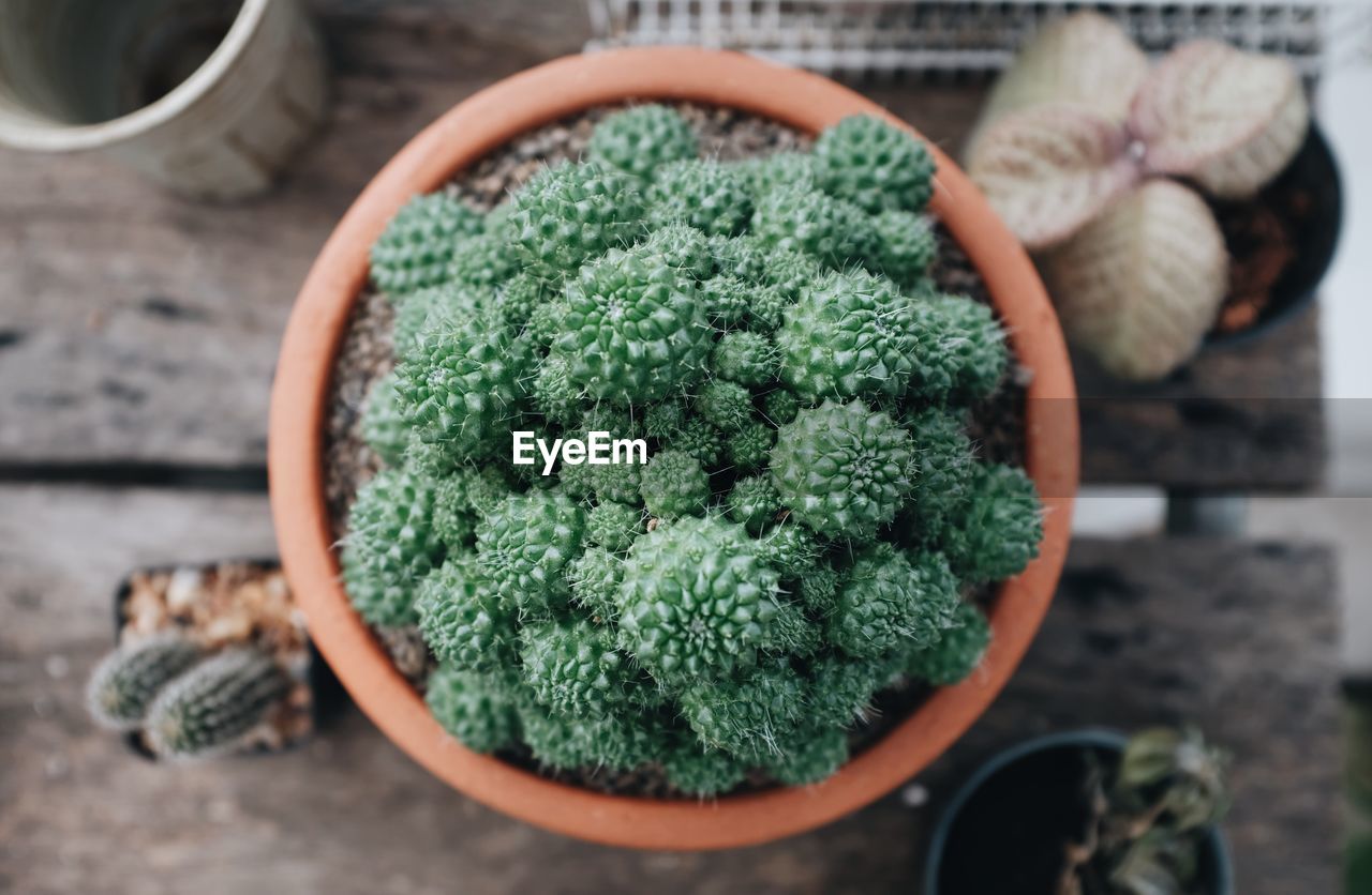 HIGH ANGLE VIEW OF VEGETABLES ON POTTED PLANT