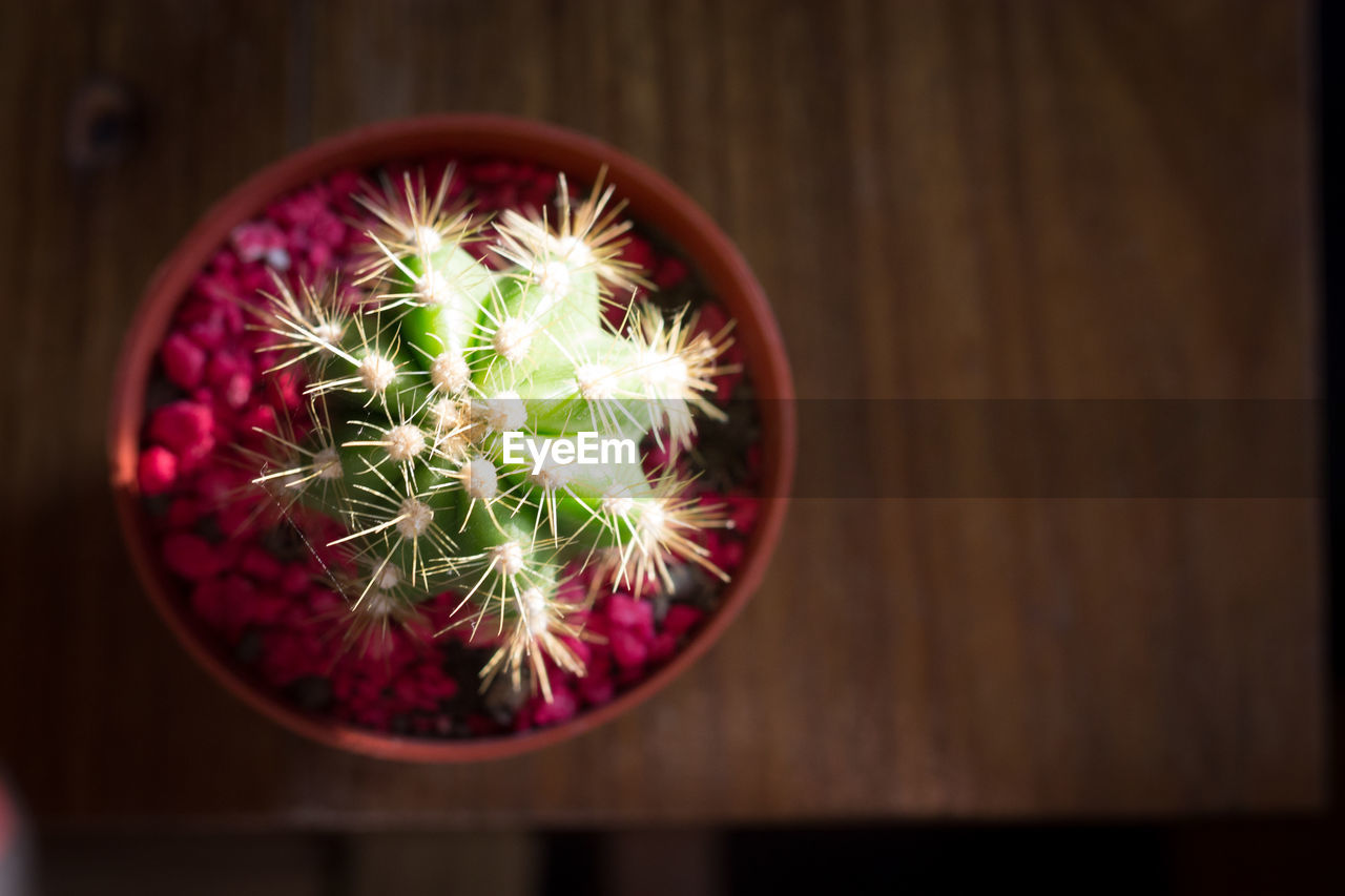 High angle view of potted cactus plant on table