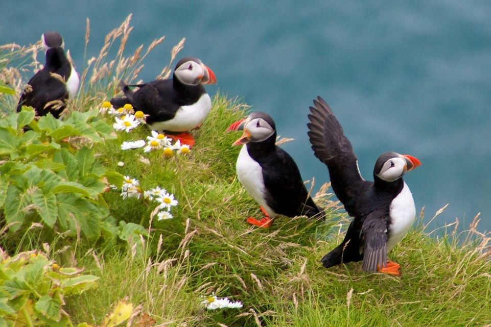 VIEW OF BIRDS ON GRASS