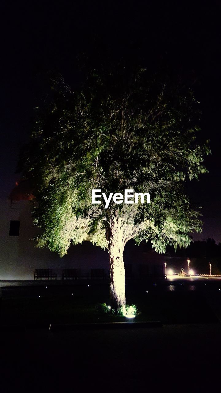 VIEW OF TREE AT NIGHT