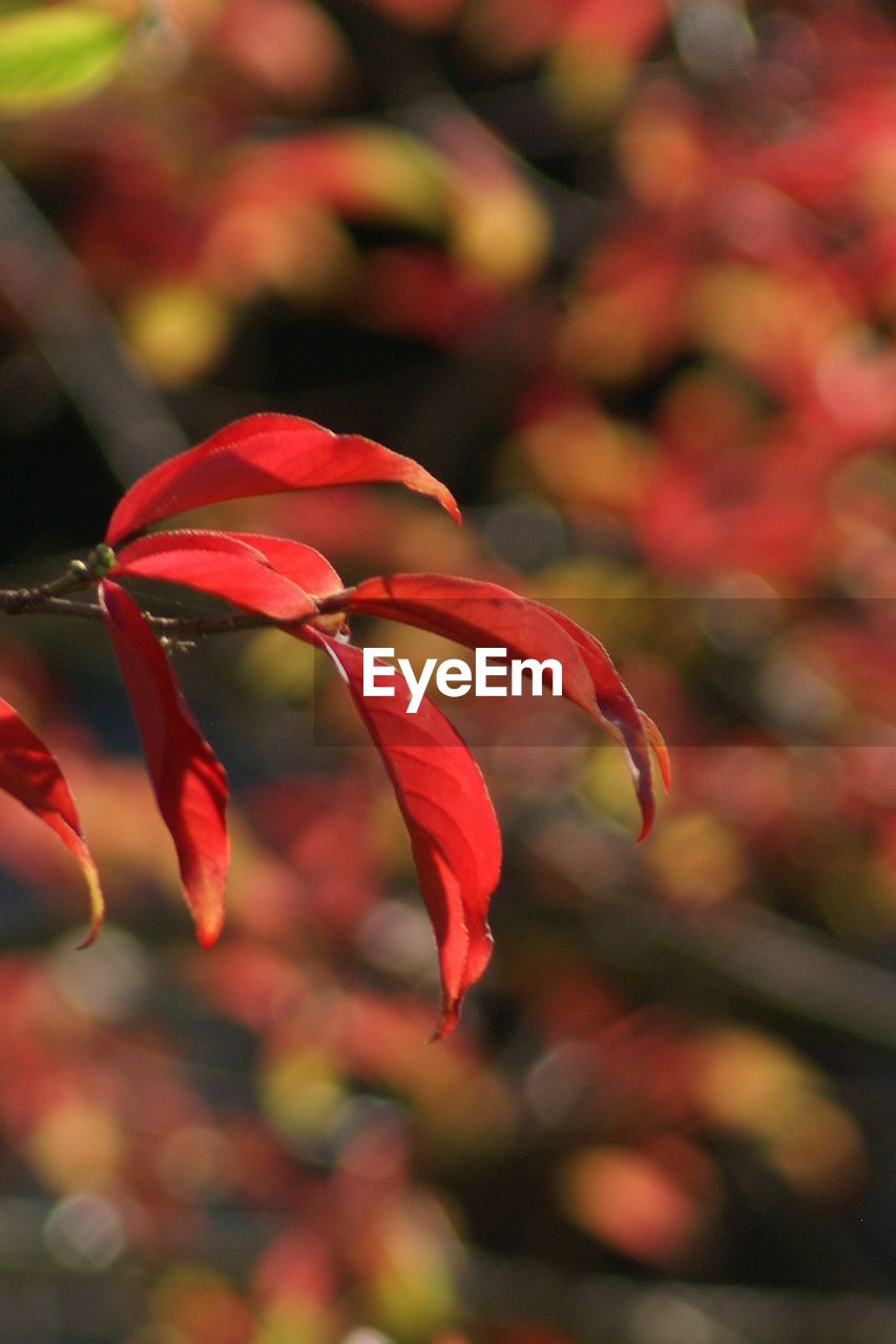 CLOSE-UP OF RED FLOWER