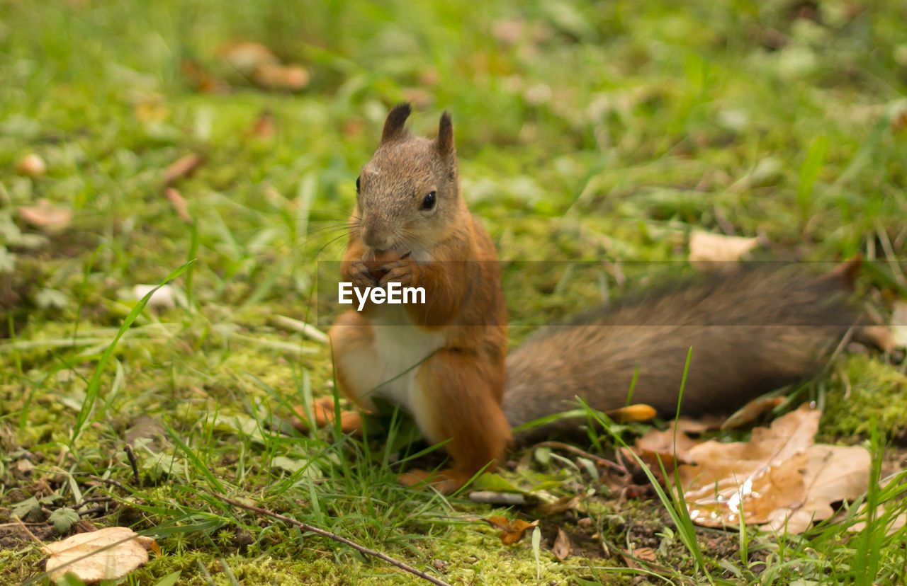Squirrel on grassy field