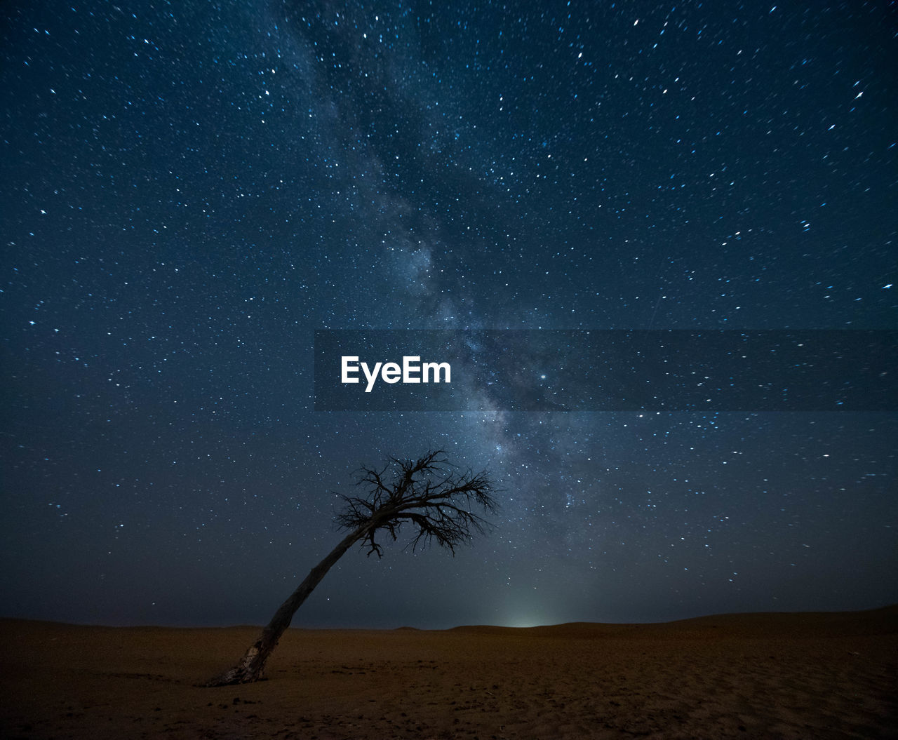 Scenic view of a lone tree  underneath a billion stars