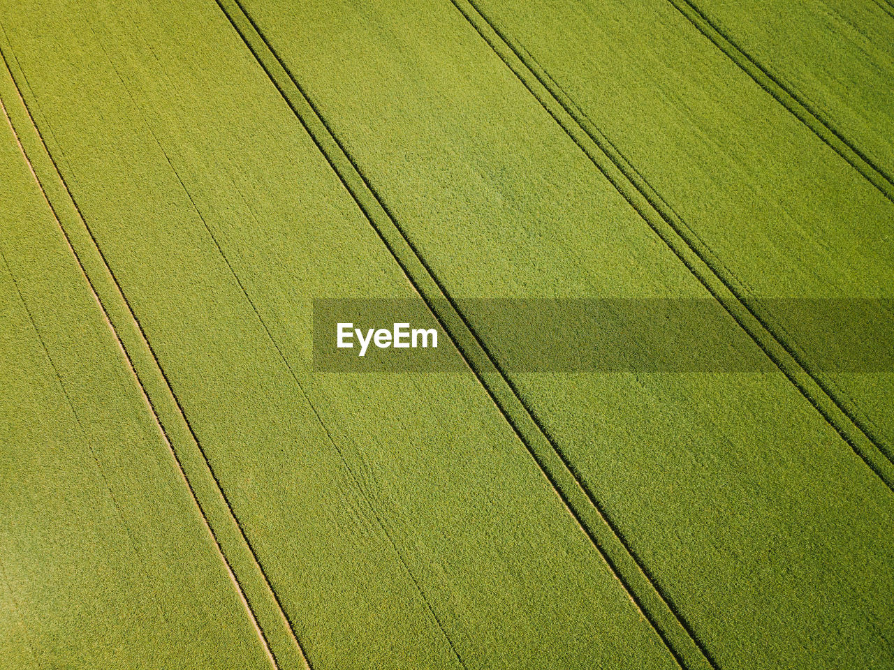 Aerial view of farmland rows of crops. green fields in summer.