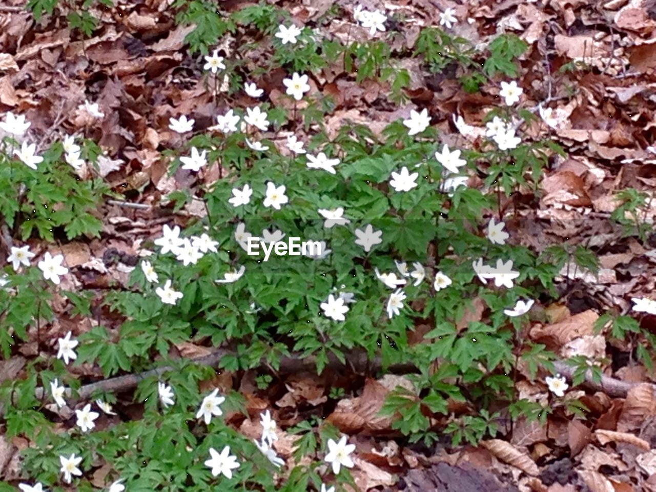 LEAVES ON FIELD IN FOREST