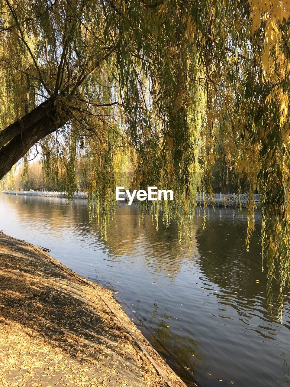 TREES BY LAKE IN FOREST