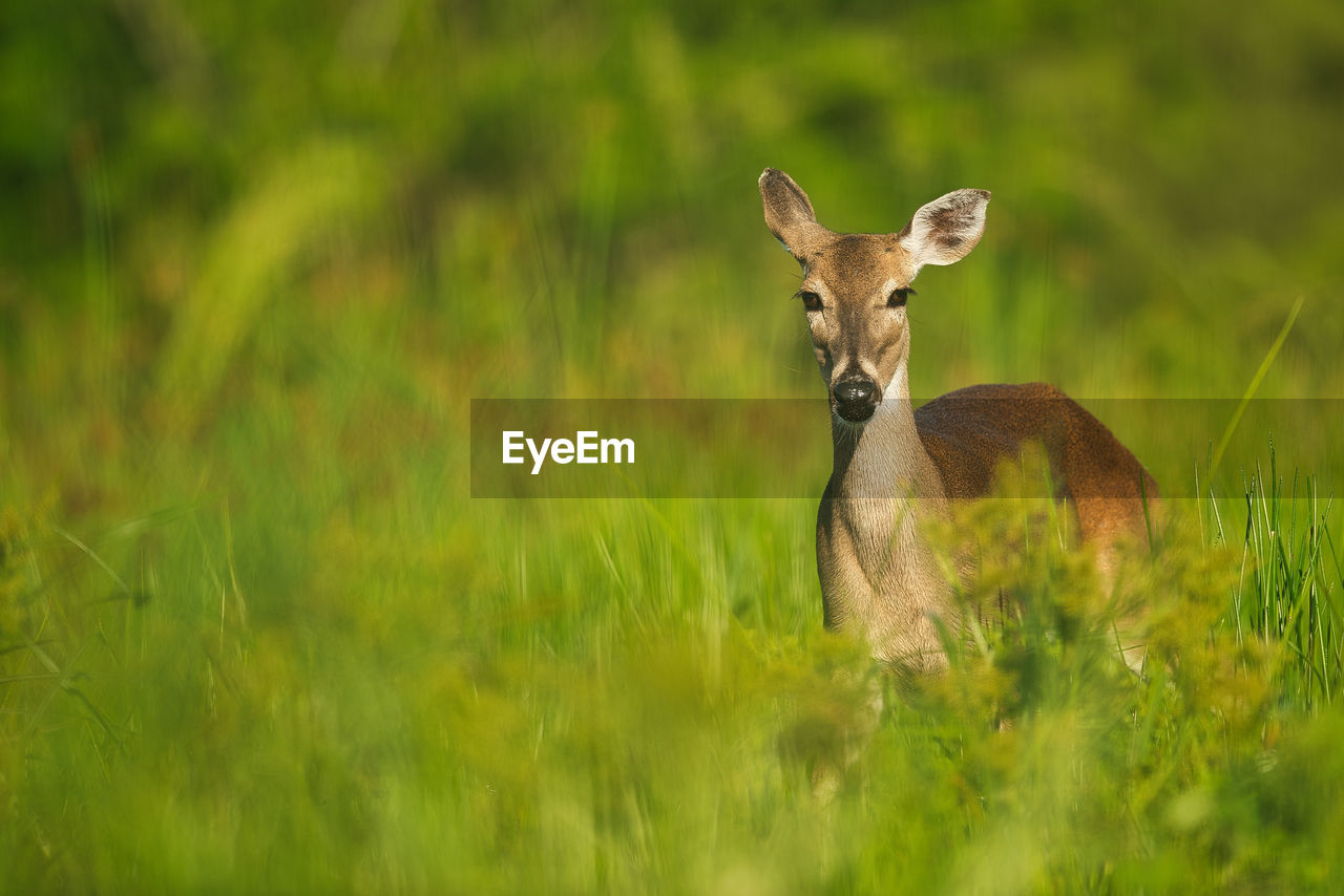 Portrait of deer on land