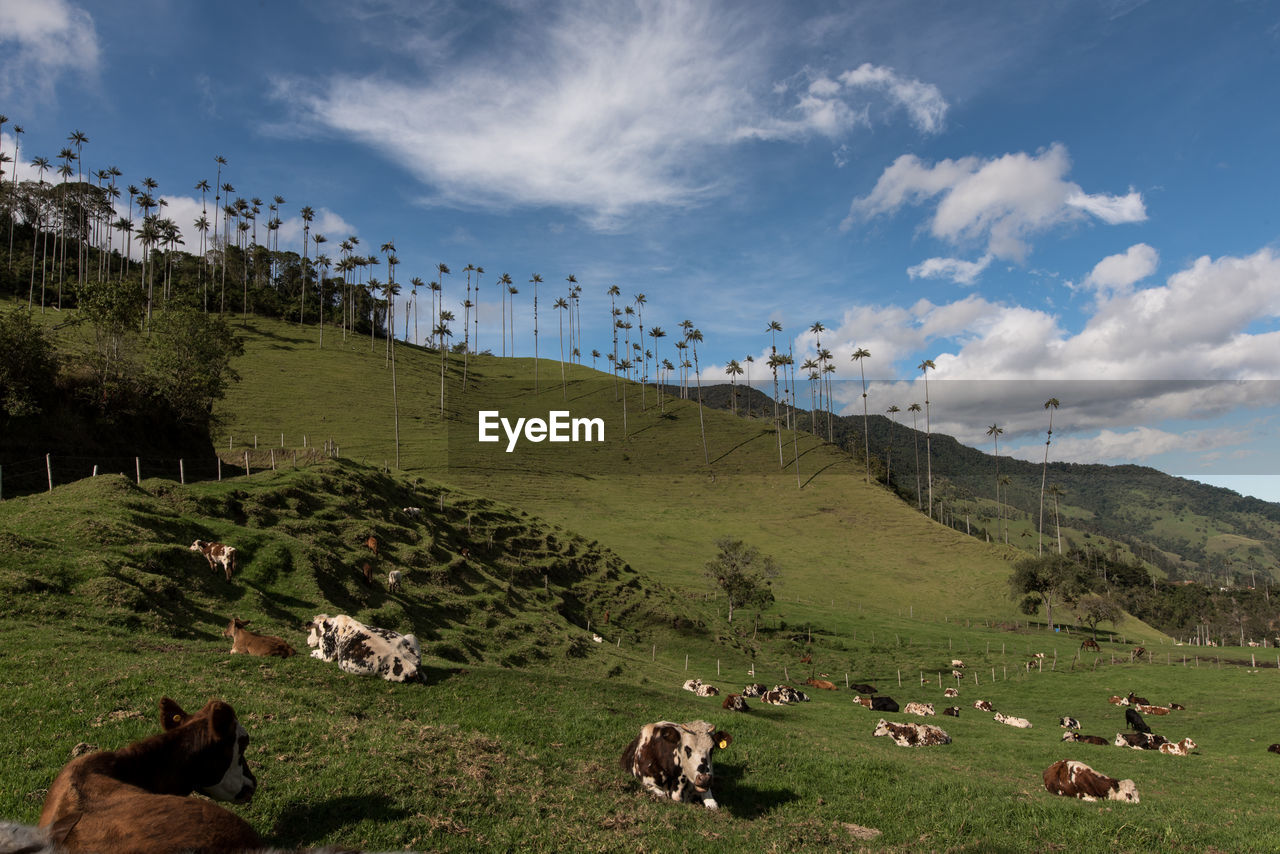 Cows on field at cocora valley