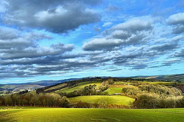 TREES ON FIELD AGAINST CLOUDY SKY