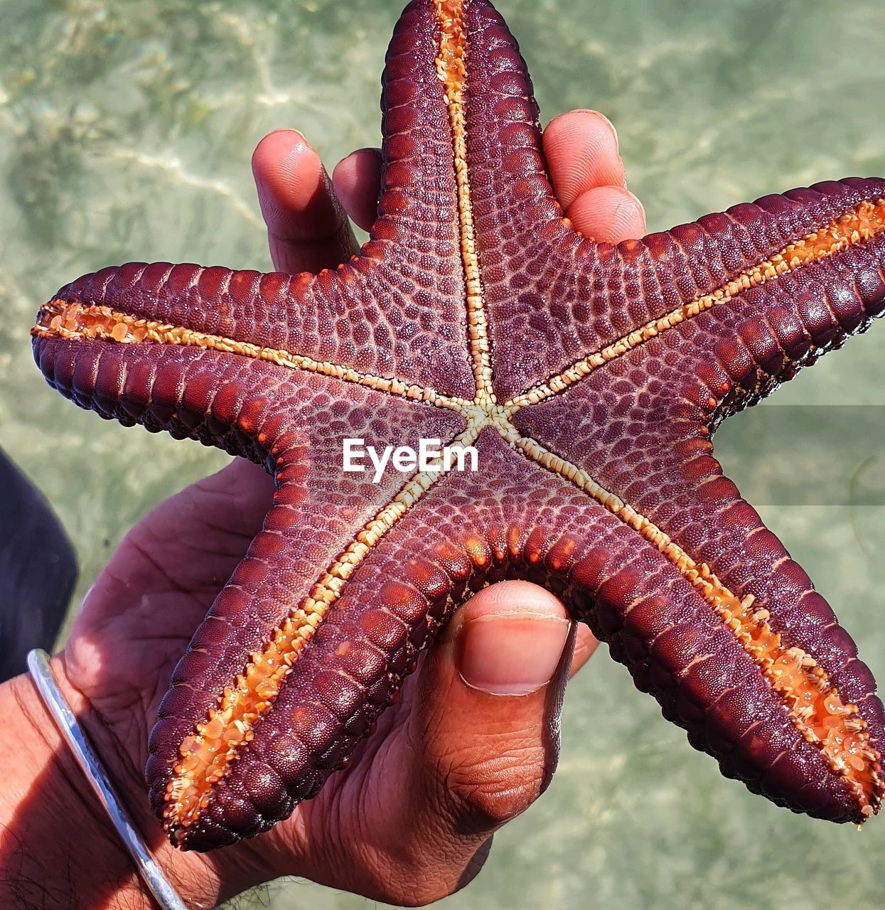 There is star everywhere, this one from the world of sea