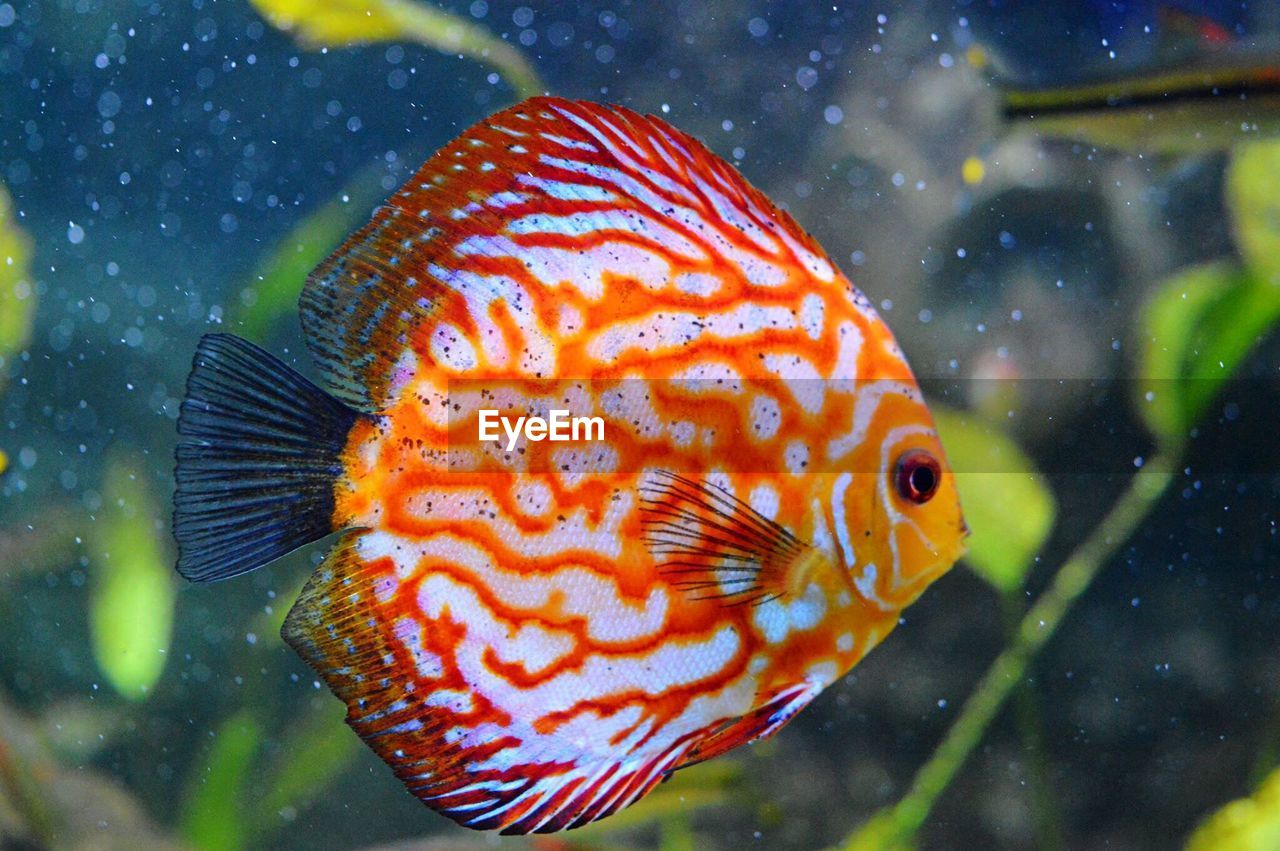 Close-up of fish swimming in sea