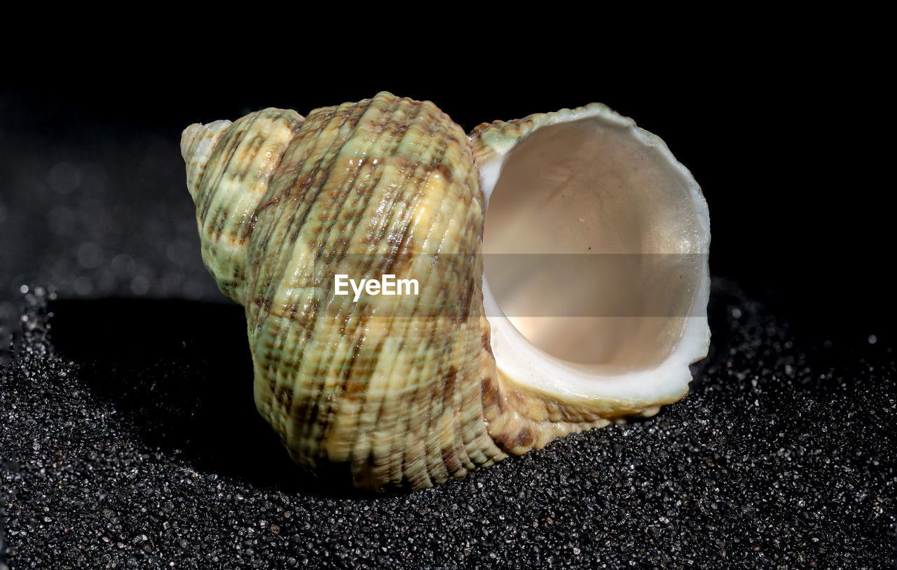 black background, shell, conch, animal, shellfish, studio shot, close-up, no people, seafood, indoors, animal wildlife, nature, seashell, cockle, animal shell, clam, single object, still life, sea