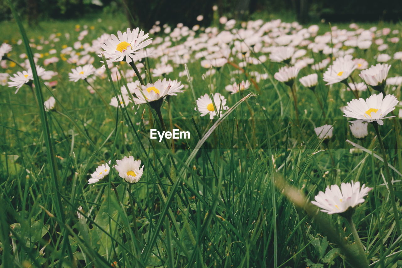 Close-up of white daisy flowers blooming in field